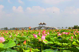 龍鳳網站建設